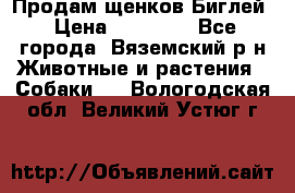 Продам щенков Биглей › Цена ­ 15 000 - Все города, Вяземский р-н Животные и растения » Собаки   . Вологодская обл.,Великий Устюг г.